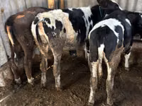 Cow, Russian Black pied cattle — photo 1