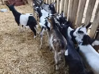 बकरा, बकरियाँ — फ़ोटो 2