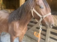 घोड़ा, Rocky Mountain Horse — फ़ोटो 4