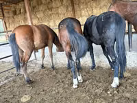 Faras, Horse breed — sawirka 1