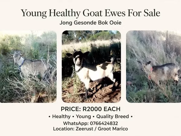 Goat, American pygmy goats — South Africa