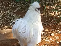 Seidenhuhn — Foto 6