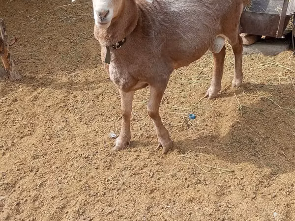 Ram, Katum sheep