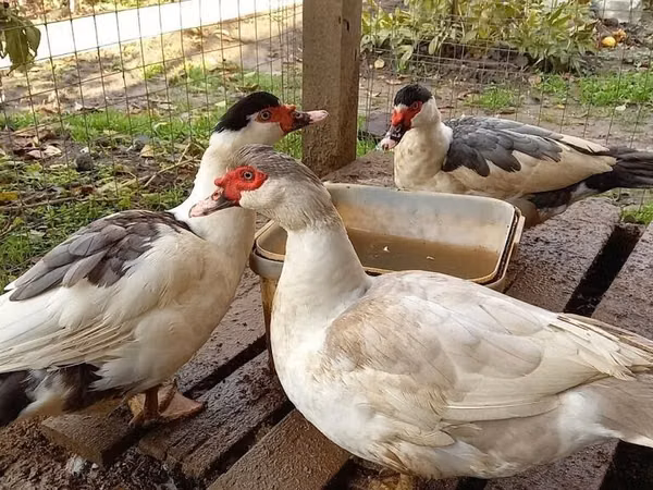 家养麝香鸭