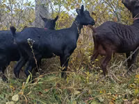 Ri’ dhaddig, Murcia-Granada goats — sawirka 4