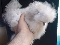 Chickens — picha 2