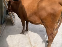 Cow, Holstein breed — photo 7
