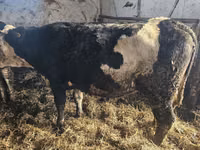 Vaca, Montbéliarde — foto 2