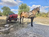 Mare, Horses — photo 2