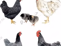 Chickens — الصورة 2