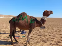 Geel lab, Arvana camel — sawirka 2