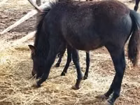 حصان, Welsh Mountain Pony — الصورة 2