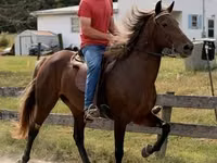 母马, Rocky Mountain Horse — 照片 2