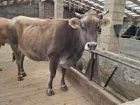 Cow, Swiss cattle — photo 3