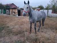 公马, Friesian sport horse — 照片 3