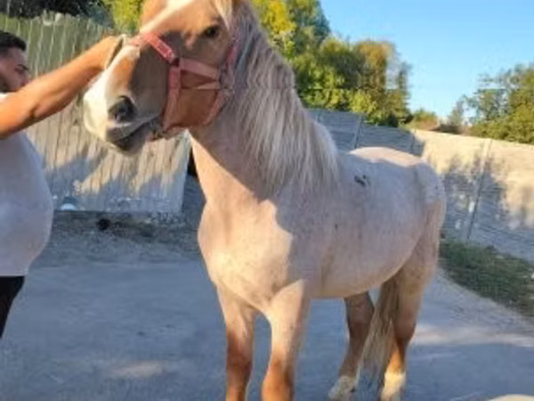 Horse (M), Horses