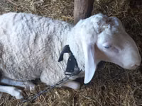 Ram, Awassi sheep — photo 2
