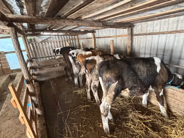 公牛, Cattle