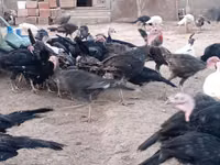 अमेरिकन बफ — फ़ोटो 7