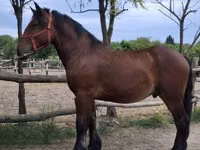 Faras, Horses — sawirka 1