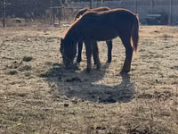 Horse (M), Horses — photo 1