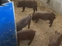 Pigs (batch, sex not specified) — photo 1