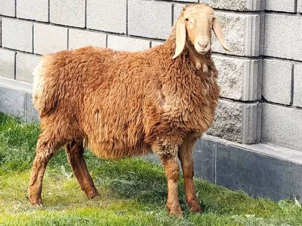 نعجة, Hissar sheep