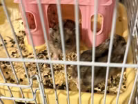 2 eded hamster qefesi ve apilkasi ile birlikde verirem qefes baha — photo 3