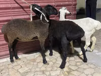 Ovejas (lote, sexo no especificado), Ovejas — foto 6