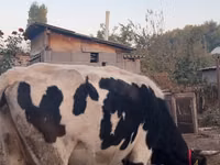 Vaca, Russian Black pied cattle — foto 4