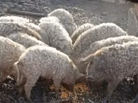 Pigs (batch, sex not specified) — photo 2