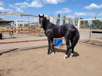 Horse (M), Akhal-Teke — photo 7
