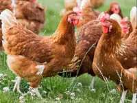 Chickens — फ़ोटो 3