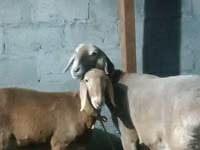 Ido, Rhon sheep — sawirka 6
