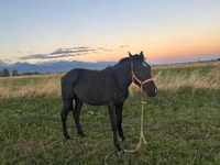 公马, Horses — 照片 1