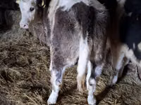 Ng'ombe jike, Simmental cattle — picha 1