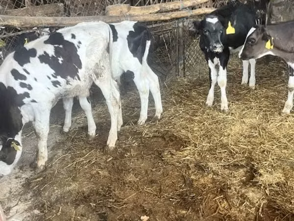 Bull, Russian Black pied cattle