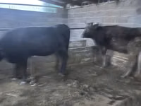 गाय, भूरा लातवियाई — फ़ोटो 7