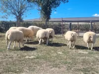 Ram, Texel sheep — photo 3