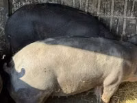 Sow, Pigs — photo 2