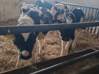 Bull, Russian Black pied cattle — photo 3