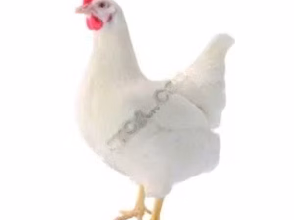 Ломан Браун