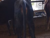 牛只（批次，未指定性别）, Cattle — 照片 2