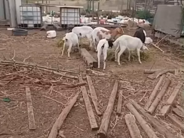 Goats (batch, sex not specified), Goats — South Africa