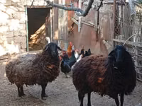Oveja, Karabakh sheep — foto 4
