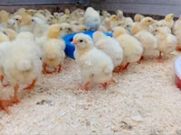 Chickens — फ़ोटो 4