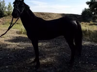 Pferde (Partie, Geschlecht nicht angegeben), American shetland pony — Foto 5