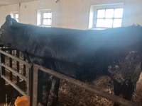 母牛, Aberdeen-Angus — 照片 7