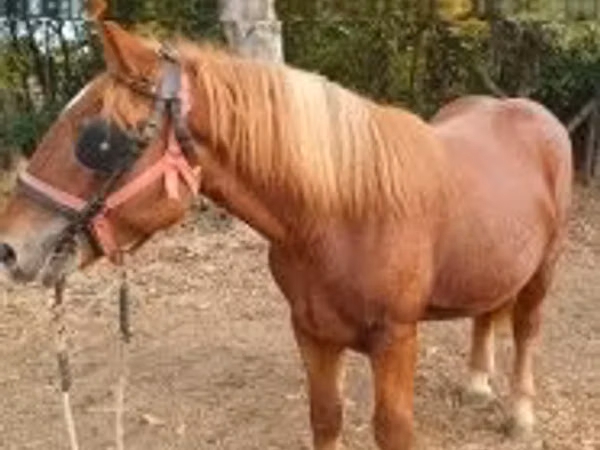 Caballo, Caballos