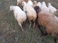 Goats (batch, sex not specified), Goats — photo 6